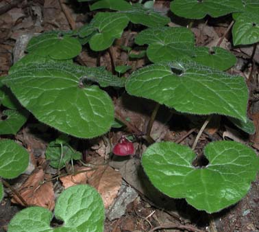 薄田泣菫全集第1巻の植物