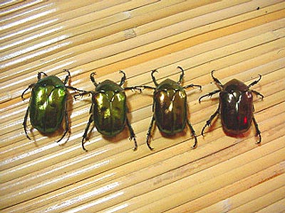 Japanese Flower Beetles-1 (日本産ハナムグリ)