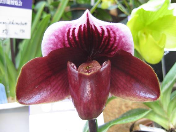 沖縄国際洋蘭博覧会 2008 パフィオ15