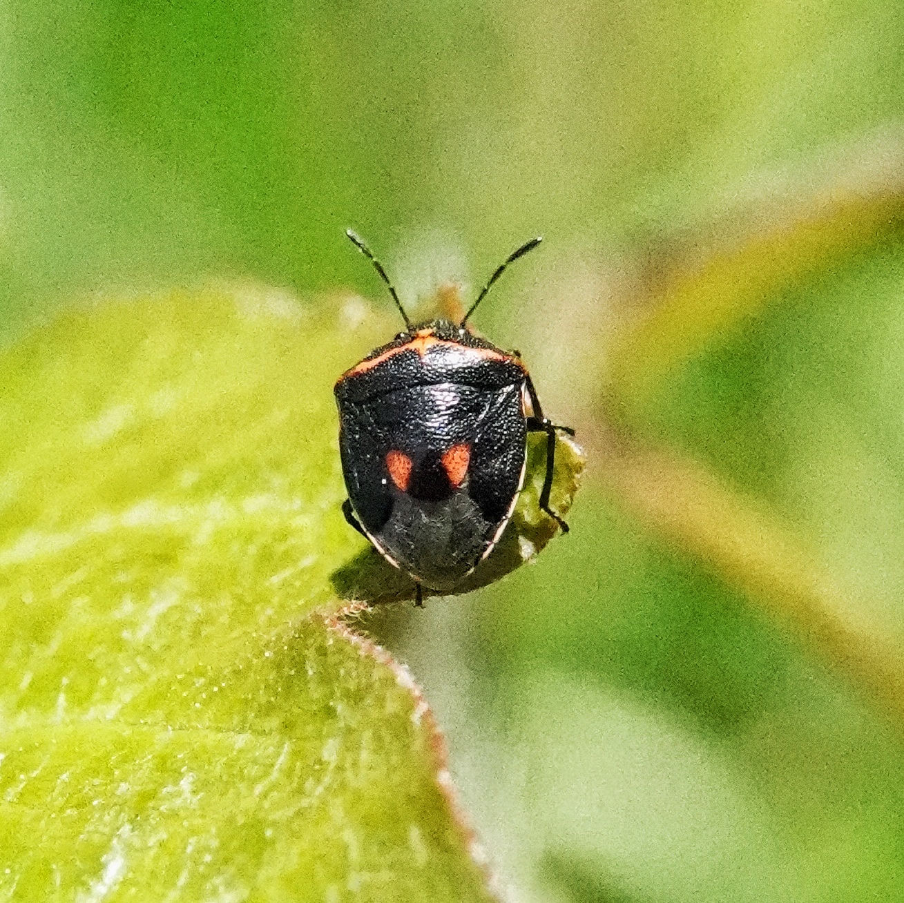 Cosmopepla lintneriana (Twice-stabbed stink Bug) – 10,000 Things