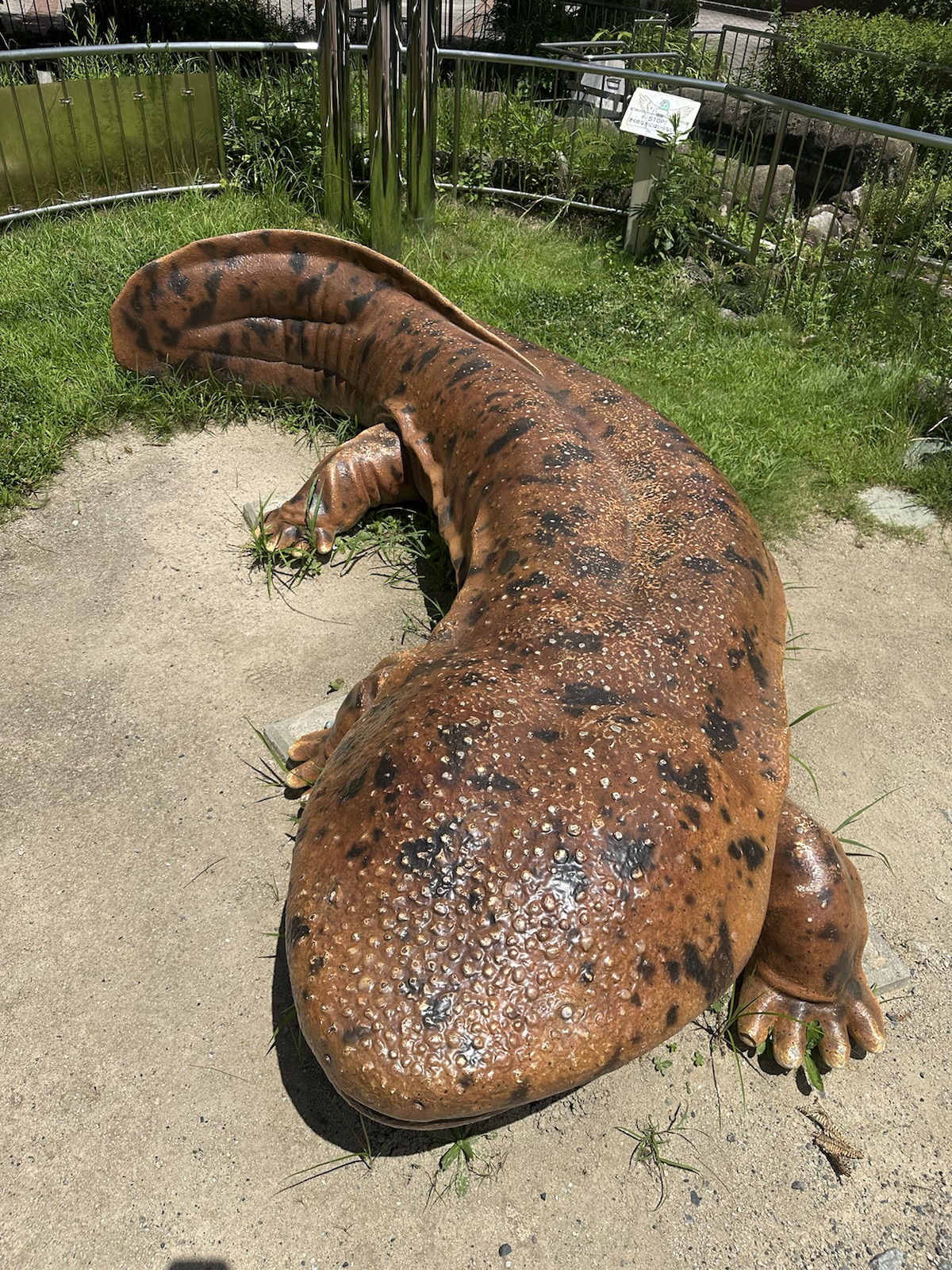 広島・オオサンショウウオ 自然の旅 2024年7月 - みきとあそぼう
