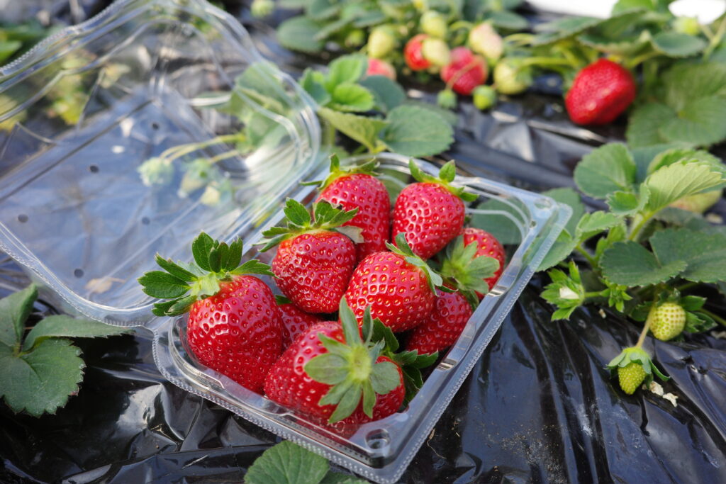 真紅の美鈴（黒いちご）の特徴・直売情報｜千葉県大網白里市 細草916農園