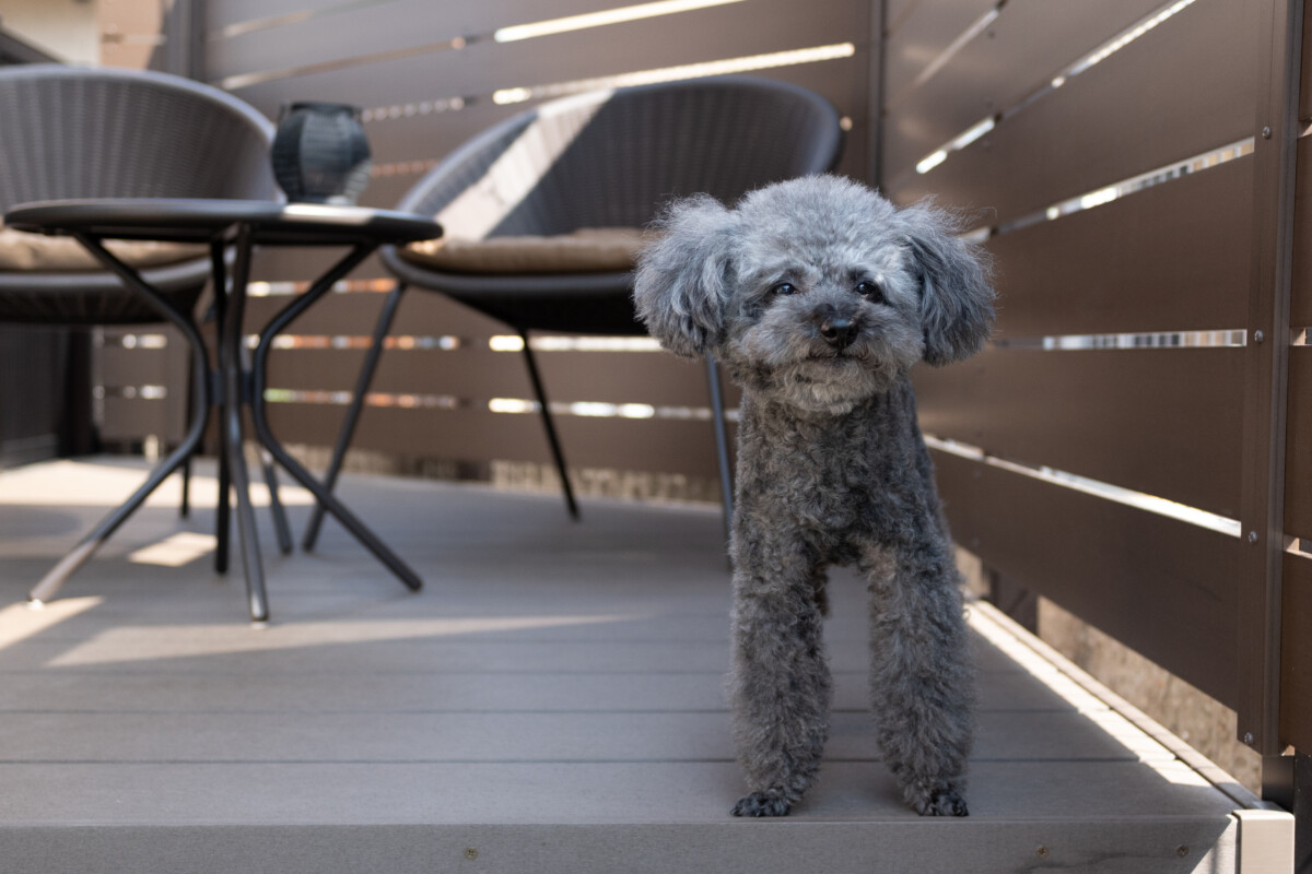 トイ・プードル】クーくん＆アンちゃん＆カフェちゃんのお庭松原市