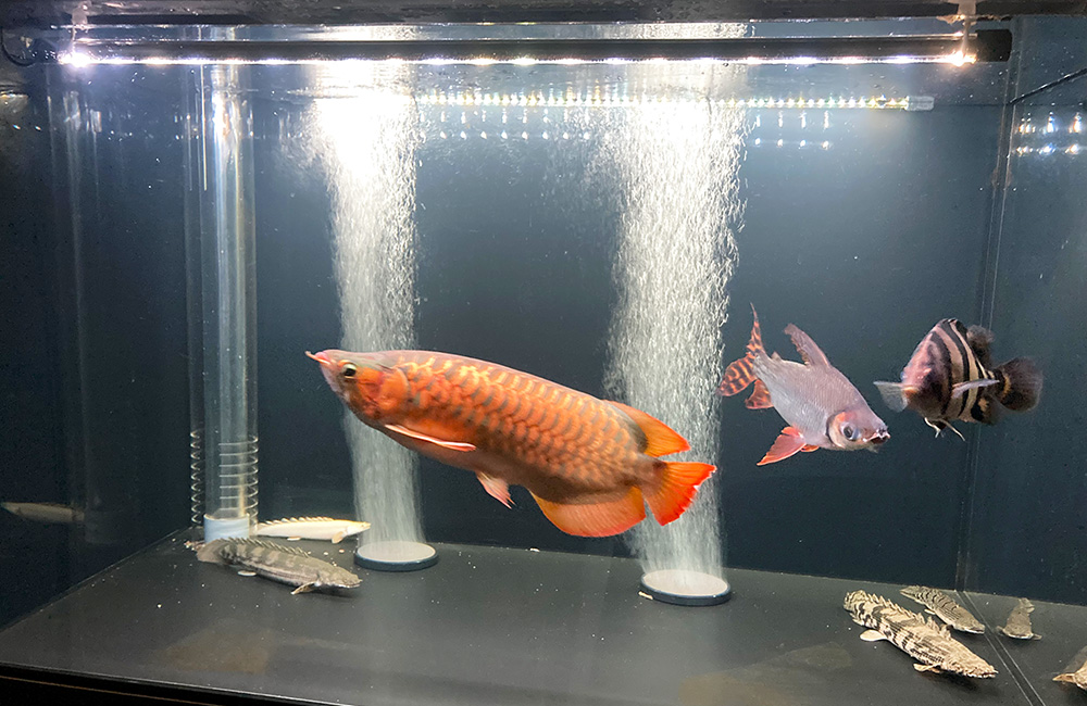 個人宅様に150cmのアロワナ水槽を販売・設置！熱帯魚が入りました