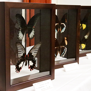 志賀昆虫大型ドイツ箱2箱セット 大型標本箱(ドイツ箱？)3個セット