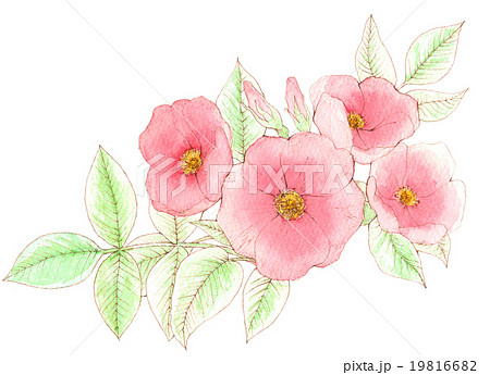 ハマナス 浜梨 水彩画のイラスト素材 [19816682] - PIXTA