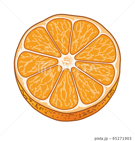 みかんの手描きイラストのイラスト素材 [65271903] - PIXTA