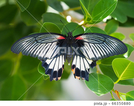 ナガサキアゲハのメスの写真素材 [66350880] - PIXTA