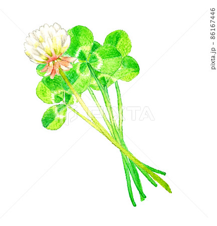 シロツメクサ（クローバー）のイラスト 春の草花の手描き水彩イラスト
