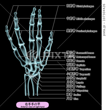レントゲン風人の手の骨の英語説明付きイラストのイラスト素材