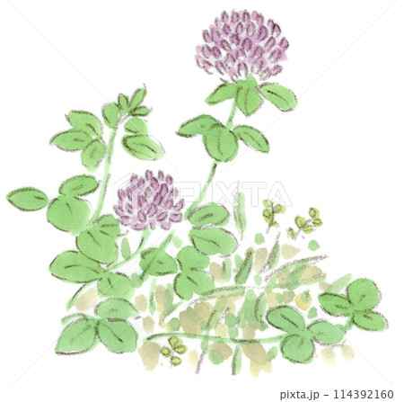 シロツメクサ – 草花や暮らしの手描きイラストやデザイン素材