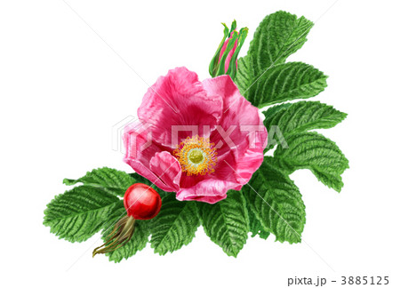 ハマナス 浜茄子 浜梨 はまなすのイラスト素材 - PIXTA