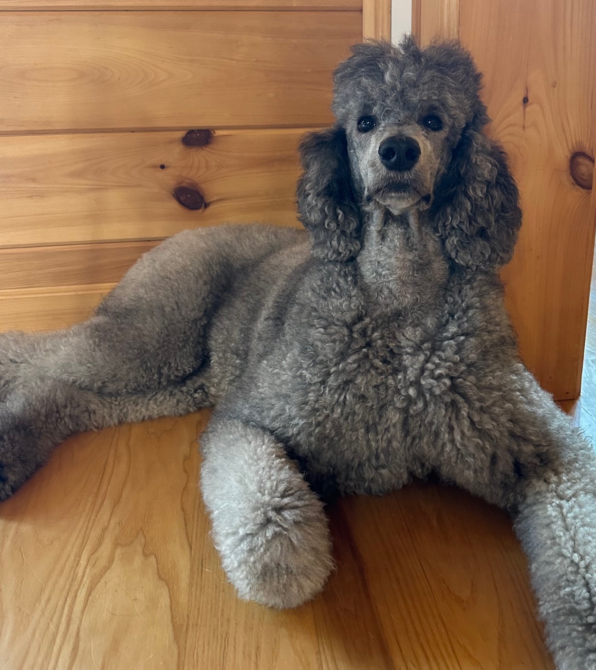 Primrose - Tamarack Therapy Poodles