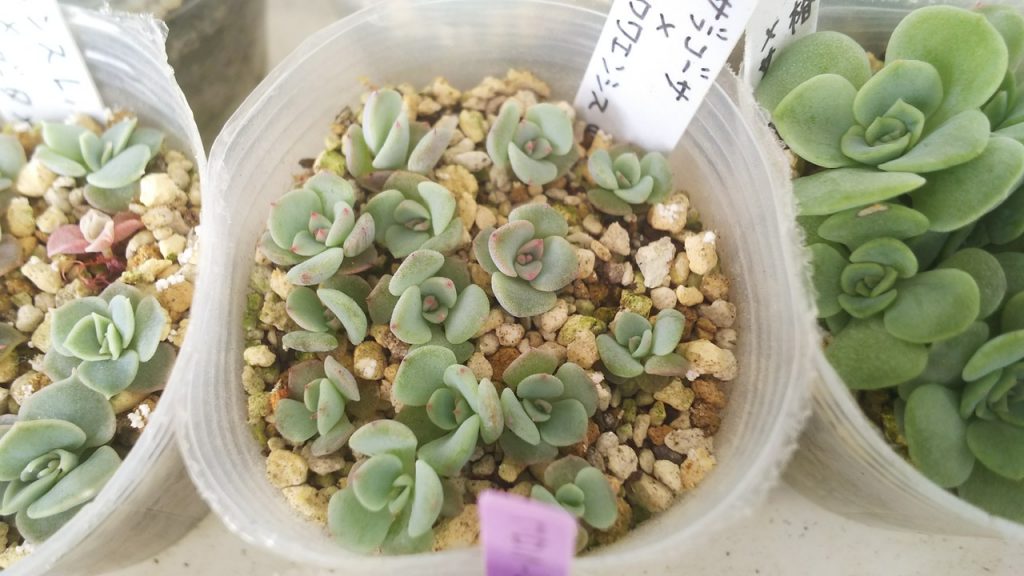 おらいさん苗を買いたい！ | こゆきさんちの多肉ちゃん