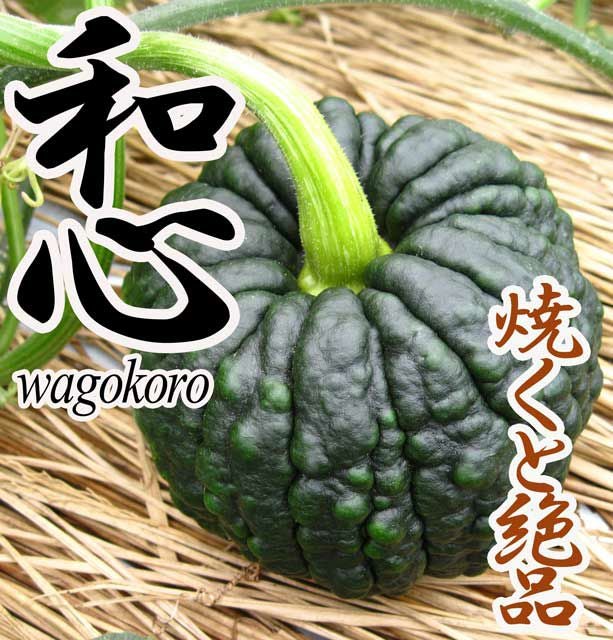 アサヒ交配 小型南瓜 和心（かぼちゃの種）|固定種 在来種に強い 野菜