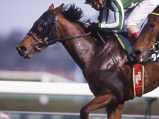 タイキダイヤ | 大樹レーシングクラブ公式サイト