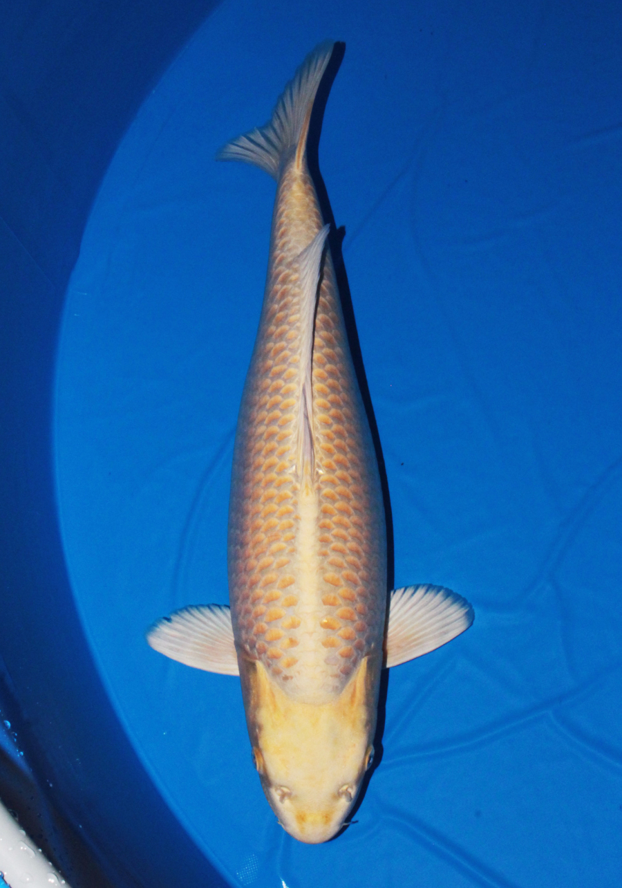 山吹黄金 - 錦鯉 - 手取フィッシュランド