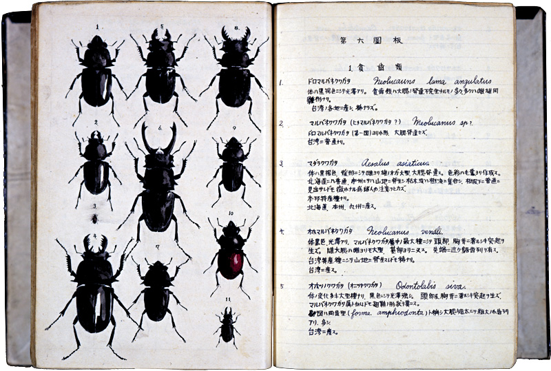 常設展1 「宝塚と手塚治虫」 2｜常設展｜手塚治虫記念館｜手塚治虫