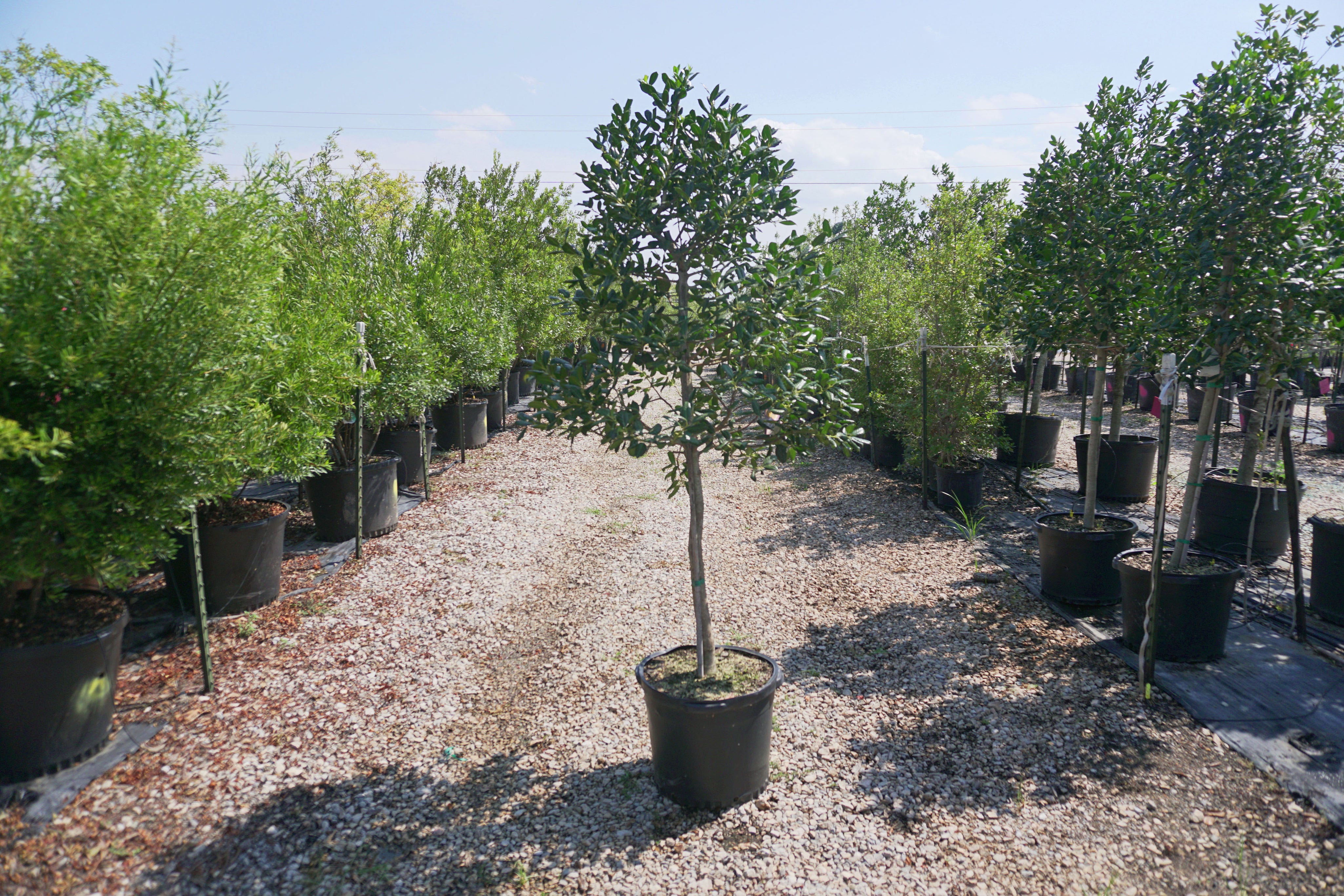Nellie R. Stevens Holly (Tree Form)- Fort Worth, Texas - The Tree