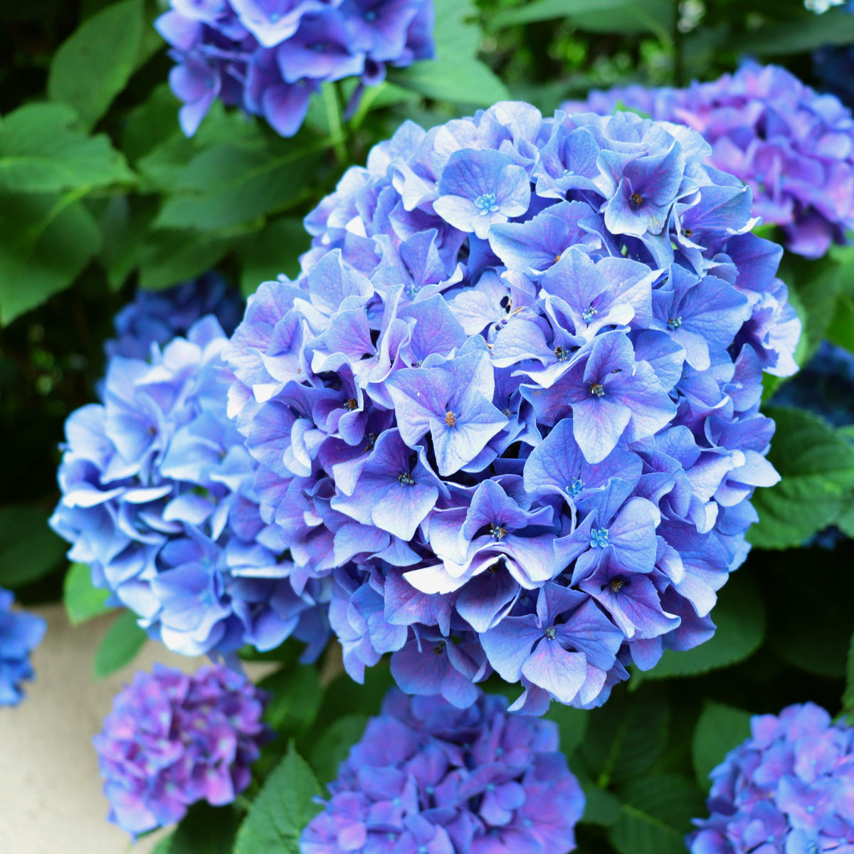 Nantucket Blue™ Hydrangea - Shipped — The Gardeners' Choice