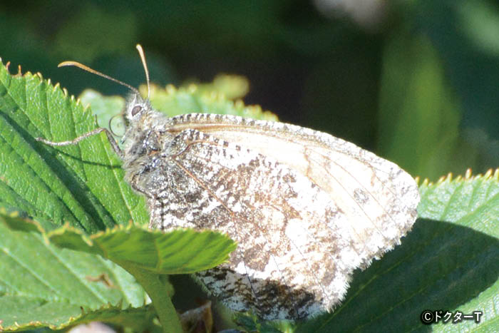 ミヤマモンキチョウやタカネヒカゲ 観察エリア | THE JAPAN ALPS