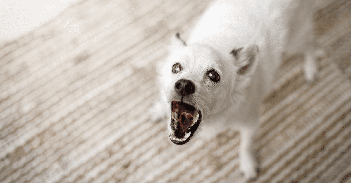 How to Keep Your Employees Safe From Aggressive Dog Encounters