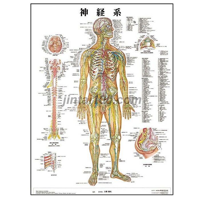 楽天市場】自律神経系統図の通販