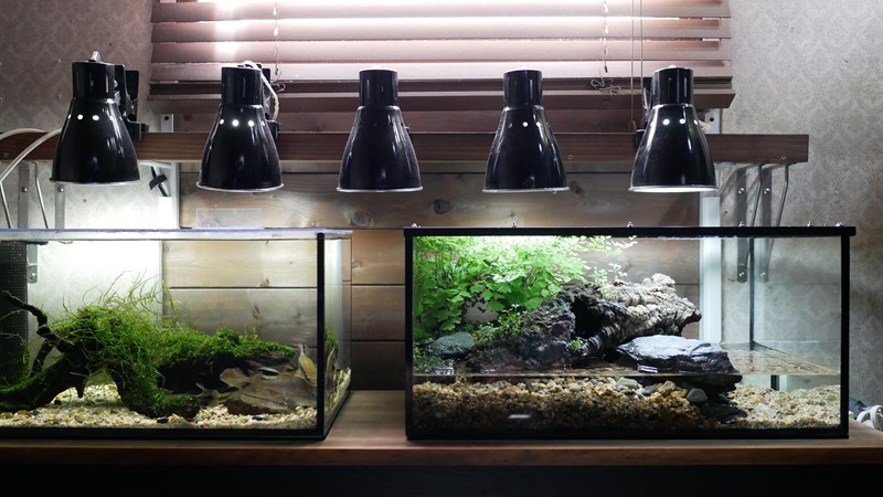 イモリ水槽レイアウト！アクアテラリウムで作ってみた！ | となりの