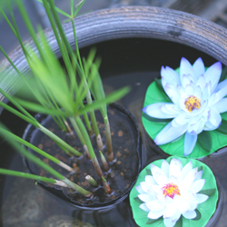 すいれん花かざり(大) 4個セット【色見計らい】 | 杜若園芸WEB