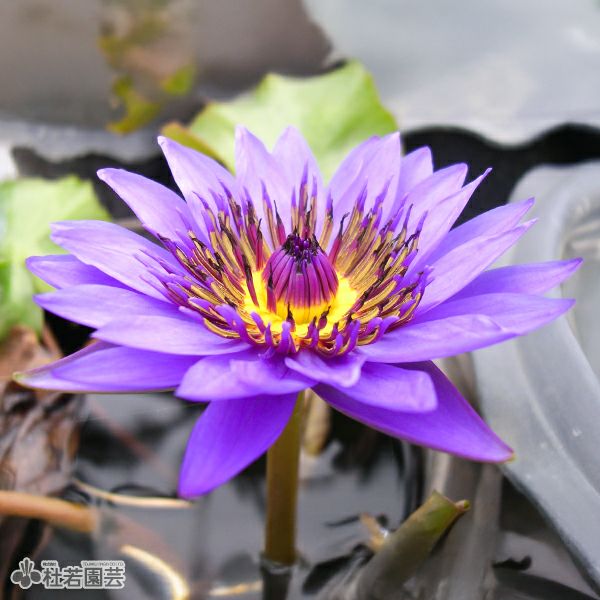 猛暑香る熱帯スイレン特集