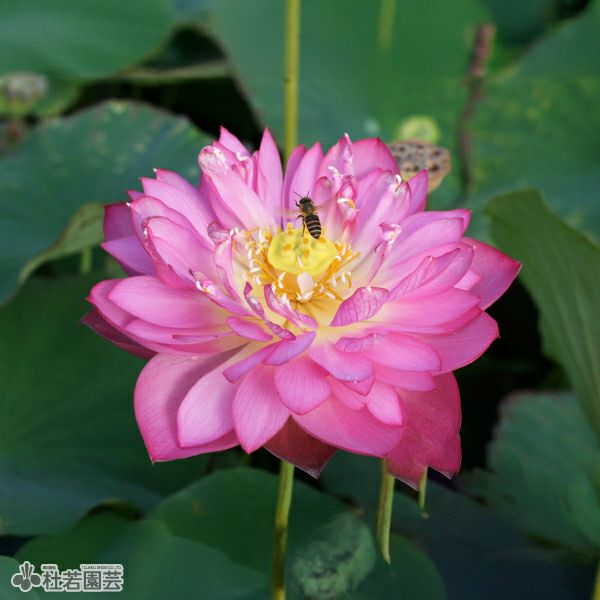 5袋までメール便対応】蓮たねものがたり-紫玉蓮(しぎょくれん)【小型種