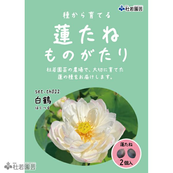 5袋までメール便対応】蓮たねものがたり-紫玉蓮(しぎょくれん)【小型種
