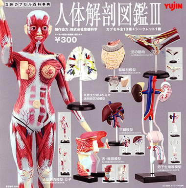 人体解剖図鑑 【YUJIN】