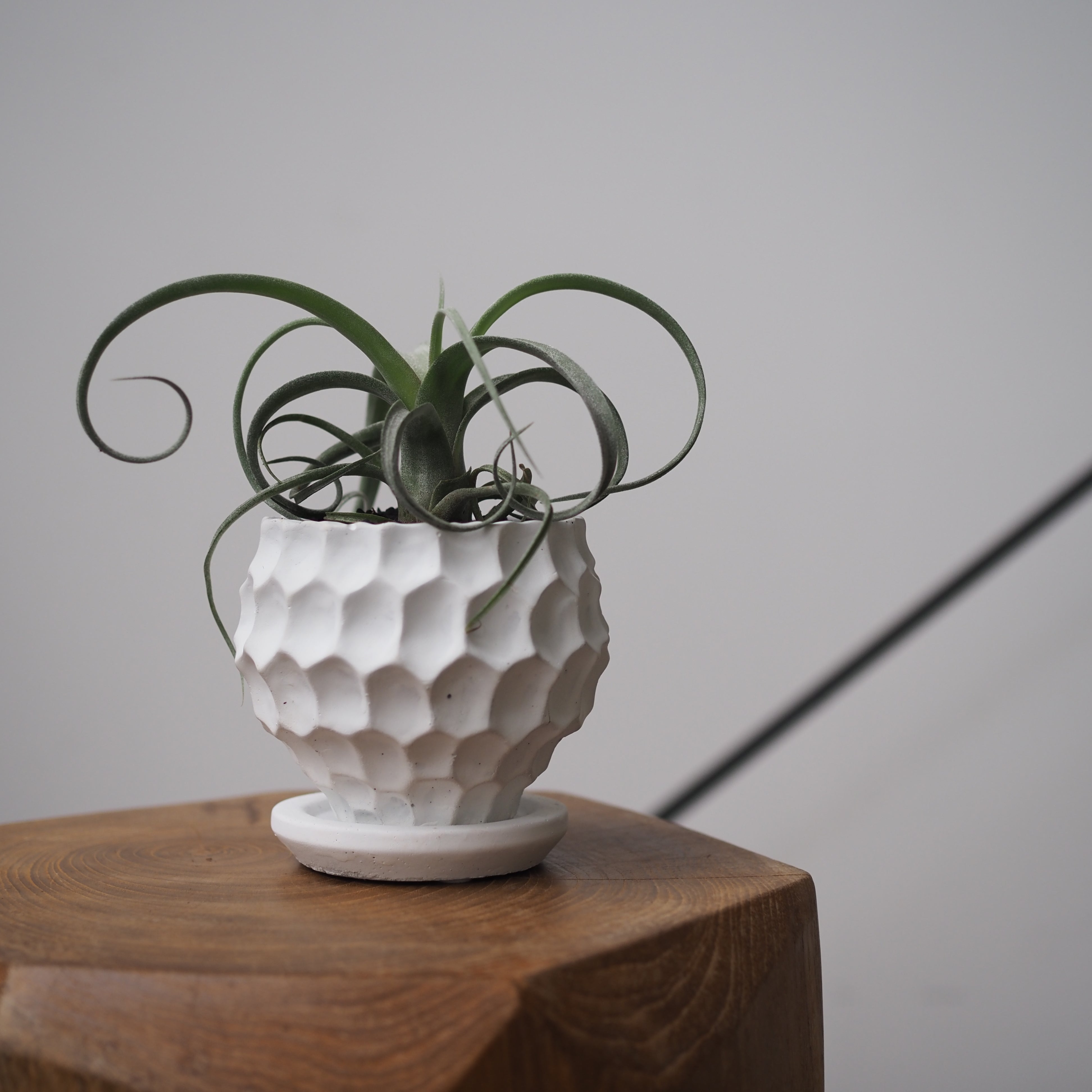 観葉植物 – tlahus online shop