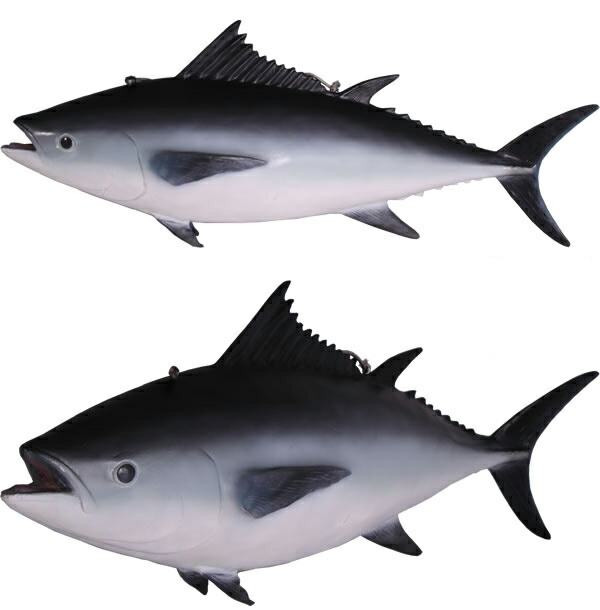 楽天市場】FRPアニマルオブジェ 本マグロ Tuna Fish リアル まぐろ