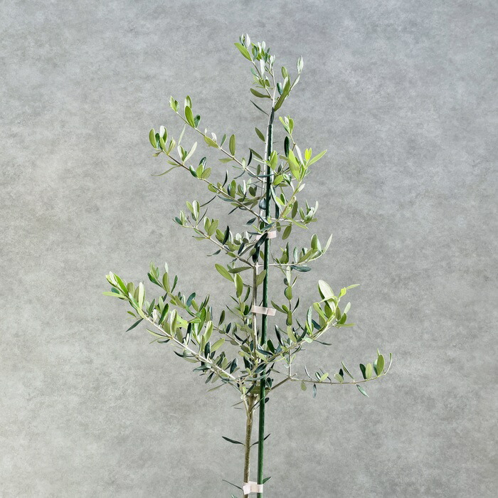 楽天市場】オリーブの木 ルッカ 6号鉢苗 鉢底から110cm程度 開帳型