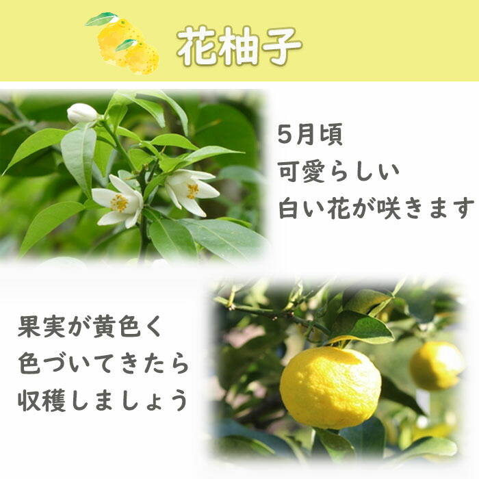 花柚子 3年生 大苗 実つき 楽天市場】プレゼントに 2026年開花後に実の