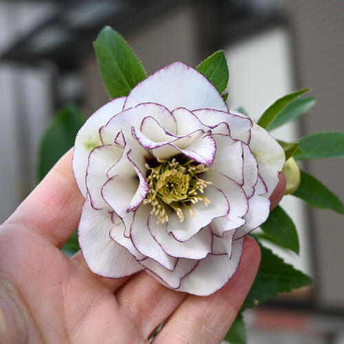 楽天市場】2026年NEW クリスマスローズ 鉢植え 5号鉢 オリエンタリス