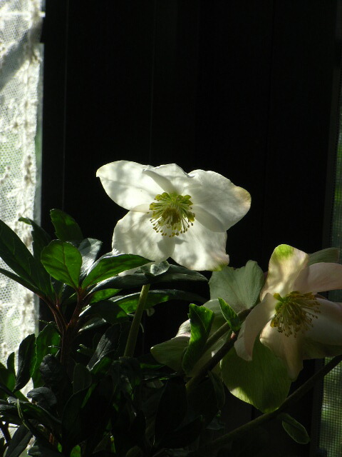 楽天市場】クリスマスプレゼント鉢花開花苗クリスマスローズクリスマス