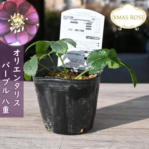 楽天市場】2023年新入荷苗 クリスマスローズ オリエンタリス パープル