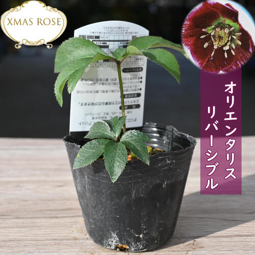 楽天市場】クリスマスローズ オリエンタリス リバーシブル クリスマス
