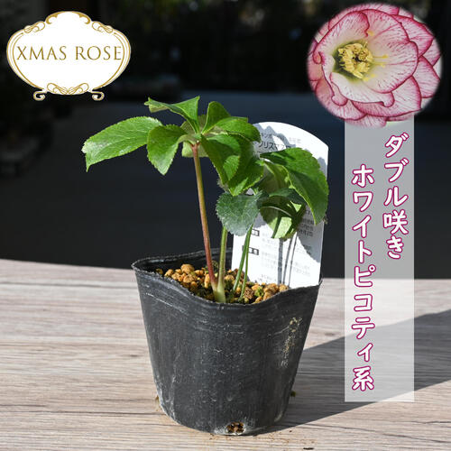 K.様ご検討苗㉖-287クリスマスローズ K.様ご購入苗㉖-26㉖-27