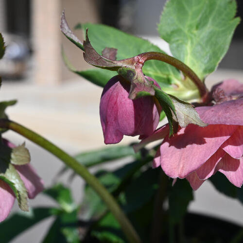 しろくま様ご購入苗㉖-21㉖-141㉖-163クリスマスローズ しろくま様ご