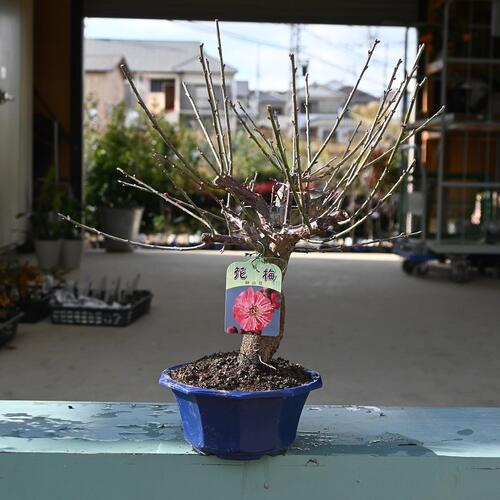 楽天市場】ウメ盆栽向け【2026年2月開花緋の司プラ鉢植え梅盆栽 紅梅