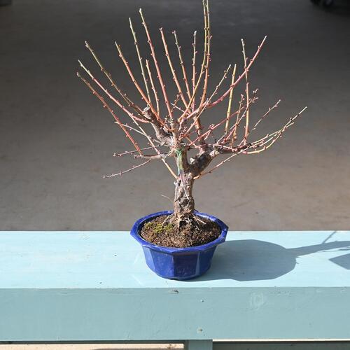 楽天市場】希少日光梅盆栽盆栽 梅2026年花芽有り 【盆栽向き】プラ鉢5