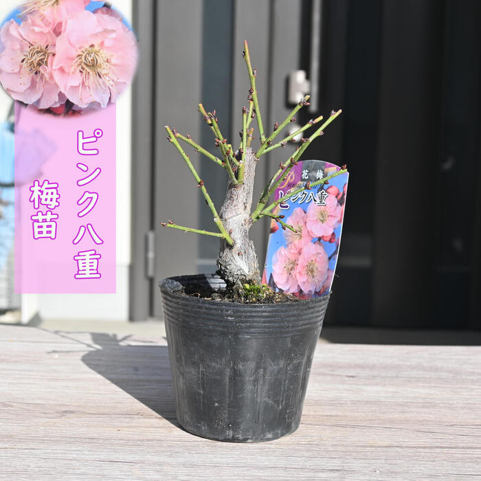 楽天市場】2026年花芽有り 梅苗 八重咲き ピンク ポット苗 花梅 鉢植