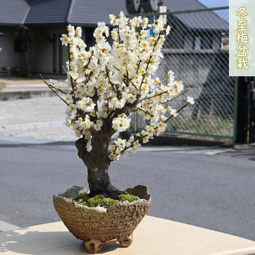 楽天市場】2026年2月～3月に開花香りを楽しむ樹齢10年 冬至梅盆栽 白梅