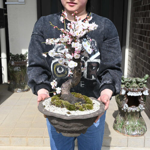 楽天市場】2026年2月～3月開花 梅盆栽 思いのまま 咲き分け 八重咲き