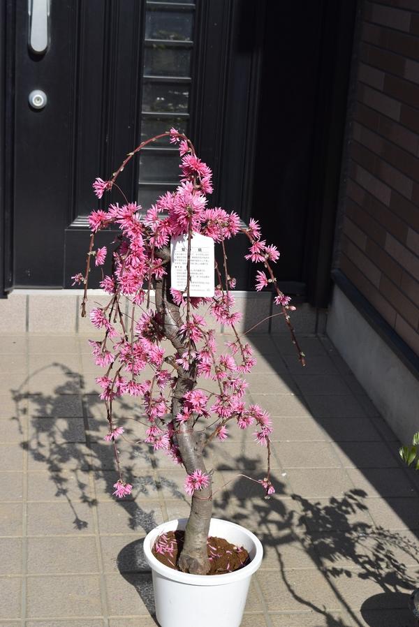 楽天市場】ももの花の通販