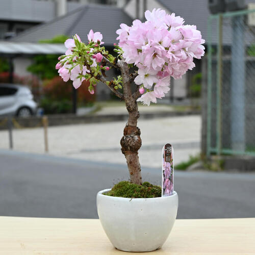 楽天市場】5月に桜のお花見を母の日のプレゼントに笑顔の花が咲く誕生